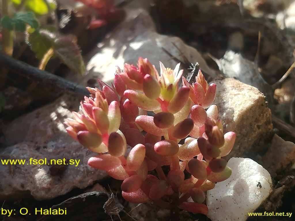 Sedum cespitosum (Cav.) Boiss.